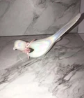 Fenton Bird with Rose Bud IRIDESCENCE on Opalescent White