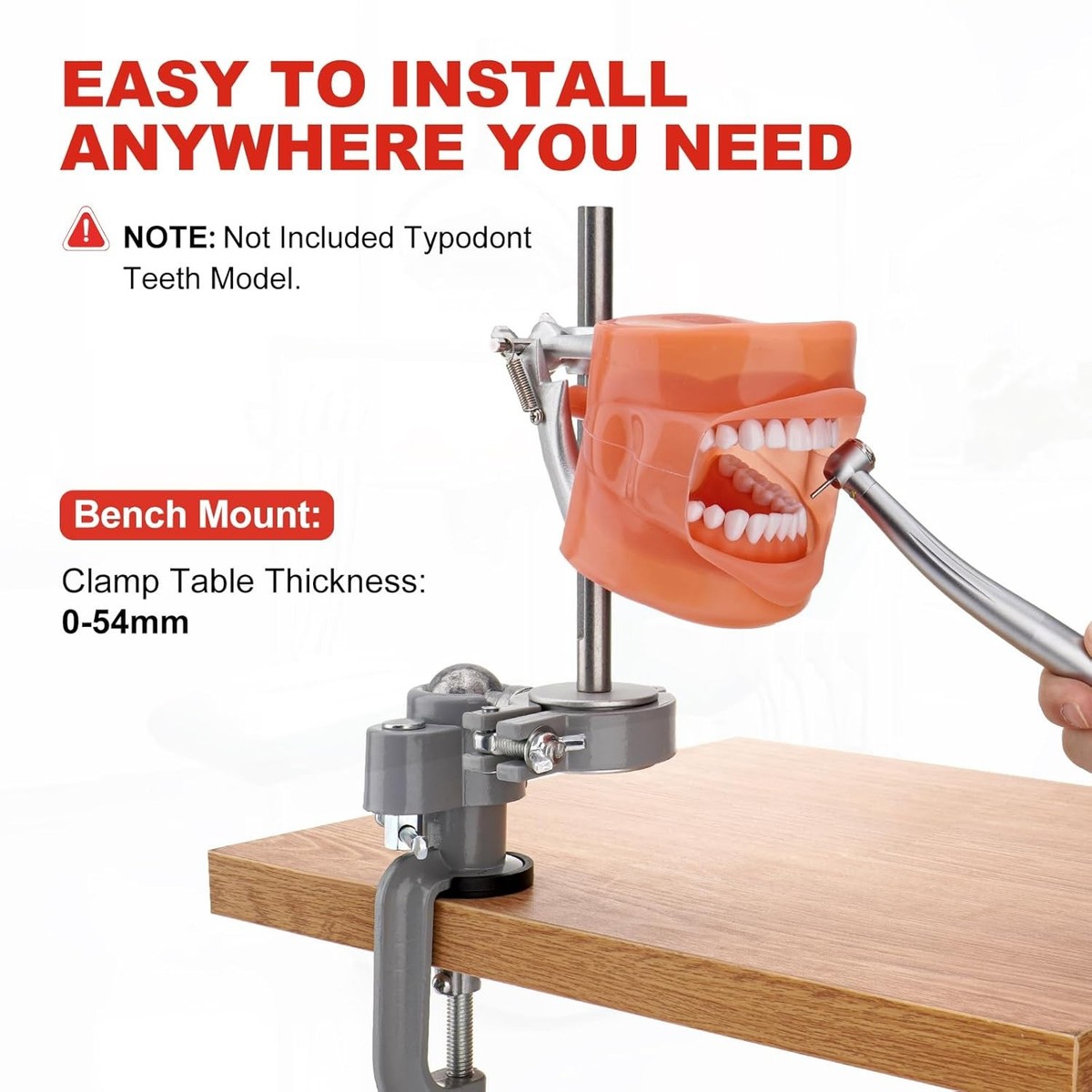 Asta di montaggio modello denti Typodont dentale statunitense adatta Asta di montaggio modello denti Typodont dentale statunitense adatta
