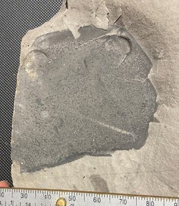 Eurypterid fossil - large dolichopterus head - Silurian - Fiddlers Green, NY