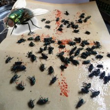 10 Fly Insect Catcher Killer Trap Strip Pest Bug Wasp Ants Window Office Home