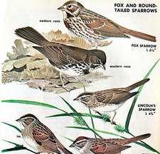 Fox & Round Tailed Sparrows Varieties 1966 Color Bird Art Print Nature ADBN1p