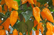 Bhut Jolokia Naga Orange | Ghost Chili Pepper | 20_Seeds