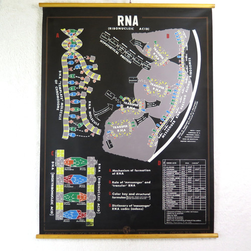 Pull Down School RNA Chart Ribonucleic Acid Plastic Wood 1964 Science Class Biol