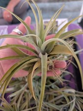 Set Of 2 Tillandsia Capitata Peach Live Air Plants 6"-8" Easy Care Plant