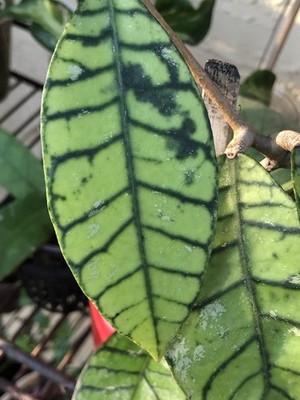  HOYA RANAUENSIS SP BORNEO (ROOTED PLANT)
