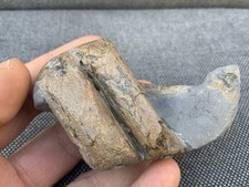 Seltenes fossiles Ichthyosaurier Rippenknochen Exemplar, Jurassic Whitby, Yorkshire, England