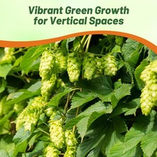 100 Seeds Humullus Lupulus Hops Flower Seeds