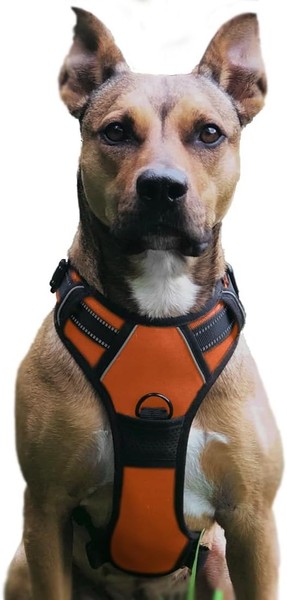 Hundegeschirr Verstellbar Atmungsaktiv Reflektierend Gepolstert Orange S FüR-image