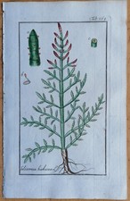 Glasswort Salicornia - Plantas medicinales con impresión botánica original de Zorn # 1796