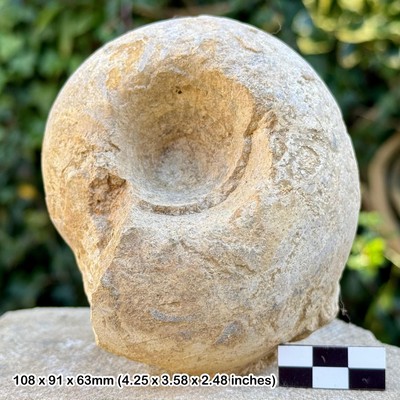 Seltener 4,5 Zoll Cadoceras sublaeve Fossil Ammonit, Callovian, Jurassic, Sées, France