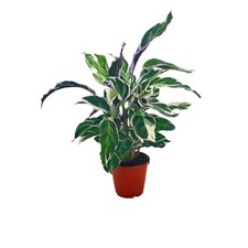 XL Calathea Fusion White Established, Indoor / House Plant, Easy Care, 14cm Pot
