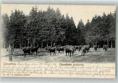 38089712 - 3392 Clausthal-Zellerfeld Clausthaler Kuhherde 1906