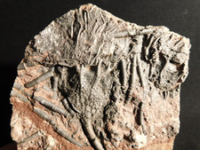LARGER! 430 Million Year Old! CRINOID Fossil or Sea LILY Fossil Morocco 1221gr