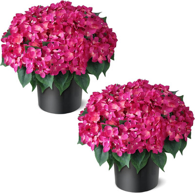 Artificial Hydrangea Flower Topiary Trees - 2 Sets Faux Silk Flower Potted Plant