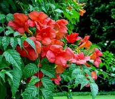 1 LIVE PLANT ORANGE HUMMINGBIRD TRUMPET CREEPER VINE CAMPSIS STARTER ROOTED