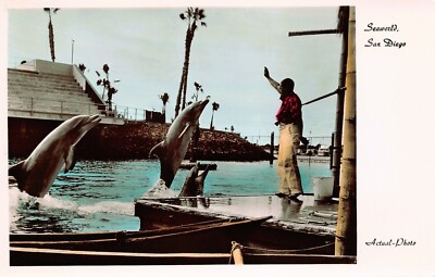 Seaworld San Diego CA 1965 2 Dolphins Jump Up In The Water Vtg Postcard CP421