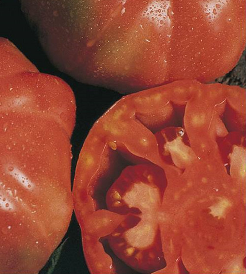 TOMATE MONTSERRAT 300 Semillas - Seeds huerto