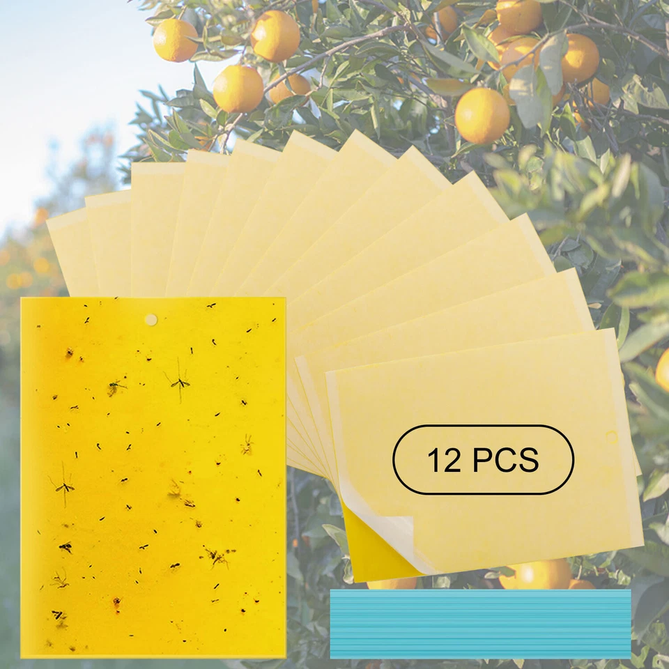 Trampa amarilla Drosophila pegajosa para moscas papel moscas de la fruta pegamento para insectos mosquitos Foto 2 de 4