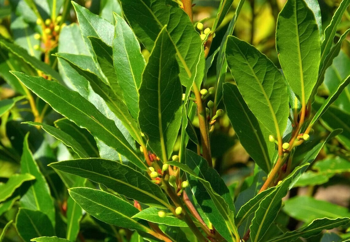 100 Fresh Organic Bay Leaves – Laurus Nobilis, 1.5 To 2.5 Inches Long, Just Picked