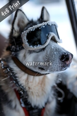 #ad Siberian Husky in a winter vehicle with snow goggles a 4x6 Print $8.40
