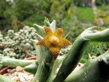 Orbea schweinfurthii