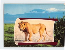 Postcard Lion Kenya and Background: Mount Kilimanjaro