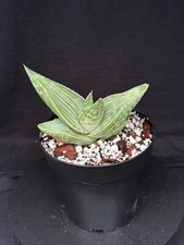 Aloe karasbergensis, aloe plant