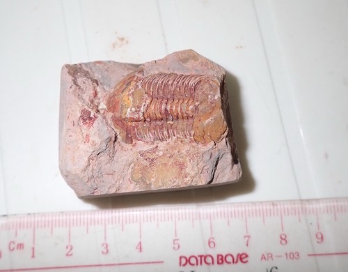 Fossil bräunlicher Trilobit Ductina vietnamica 30x19 mm 57,9 Gramm - Bild 4 von 5