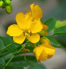 Cassia corymbosa 5-15cm | Butterfly bush | Argentine senna -