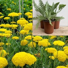 Achillea 'Cloth of Gold' x3 Plants, Yarrow Hardy Cottage Garden