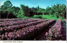 Vanda Orchids on the Island of Hawaii Postcard
