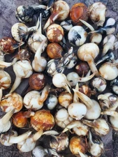 10 Chinese Arrowroot tubers (Sagittaria trifolia var. edulis) chi gu