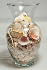 Clear Glass Table Vase w/ Florida Seashells, Coastal Decor, 6"dia. X 10" Hgt.