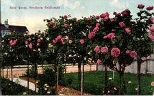 Los Angeles California CA : FLOWERS SCENE d/24 BF2914