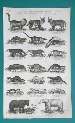 MAMMALS Bears Civet Genett Weasel Skunk Martin Pole Cat Nivalis - 1789 Print