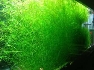 guppy grass carpet