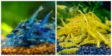 COMBO 10 1 Blue Dream 10 1 Ultra Gold Freshwater Neocaridina Aquarium Shrimp
