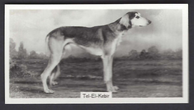 SINCLAIR (J) - CHAMPION DOGS, 1ST - #8 SALUKI