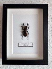 Echter exotischer Hirschkäfer Lucanus Käfer präpariert Wanddeko Muttertag Insekt