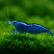20+2  Blue Dream Shrimp Neocaridina Shrimp + FREE SHIPPING