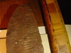 mazon creek fossils, percopteris half, IL., large 8-inch full tip. — photo 1