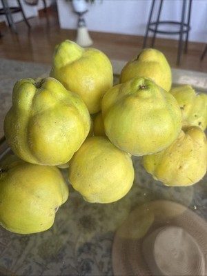 FRESH QUINCE FRUIT FALL 2025 HARVEST