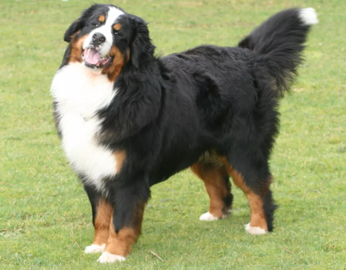 Trixie muzzle loop review cheap