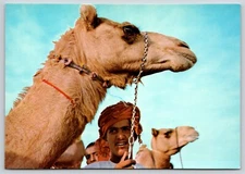 Postcard Camels in UAE United Arab Emirates Camelus