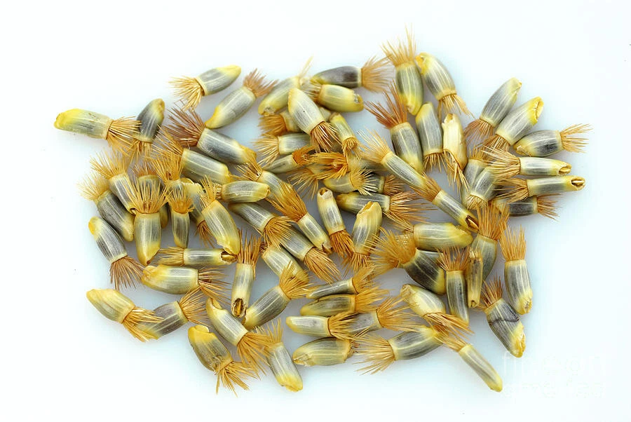 NEPENTHES TRUNCATA - PIANTA CARNIVORA, 10 SEMI - Immagine 3 di 3