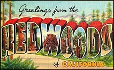 5" VINTAGE GREETINGS FROM THE REDWOODS OF CALIFORNIA STICKER DECAL MADE IN USA