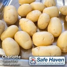 Charlotte Seed Potatoes - Spring planting - 2026 Stock