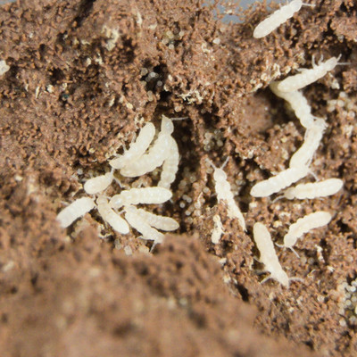 2500+ Temperate White Springtails 8oz Clay Culture Live Arrival Guarantee