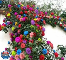 200 Mix Climbing Rose Seeds for Planting Outdoors Ornamental Climbing Flower