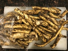 FRESH HORSERADISH ROOT, ORGANIC: 12 oz, FOR EATING, Harvested When Ordered!